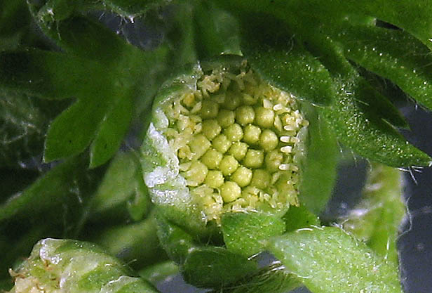 Detailed Picture 2 of Cotula australis