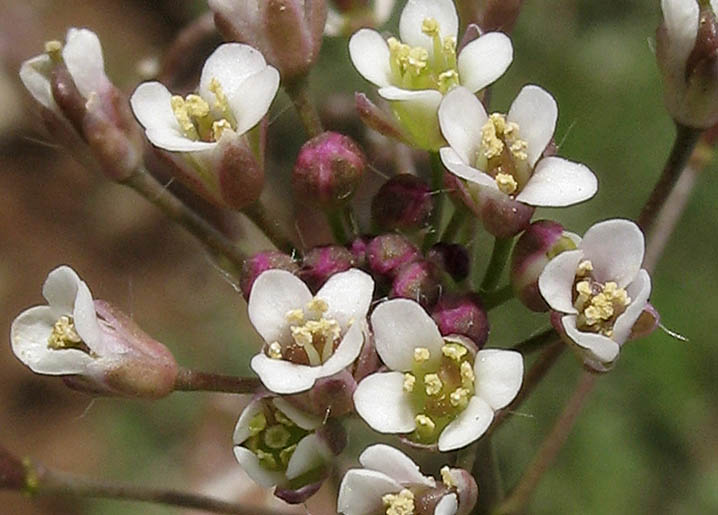 Detailed Picture 3 of Capsella bursa-pastoris