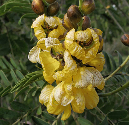 Detailed Picture 2 of Senna didymobotrya