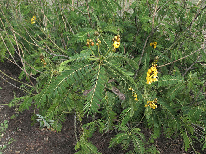 Detailed Picture 3 of Senna didymobotrya