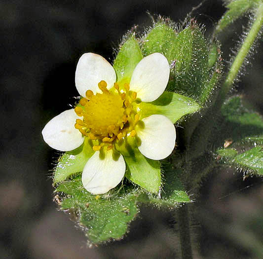 Detailed Picture 2 of Drymocallis glandulosa ssp. wrangelliana