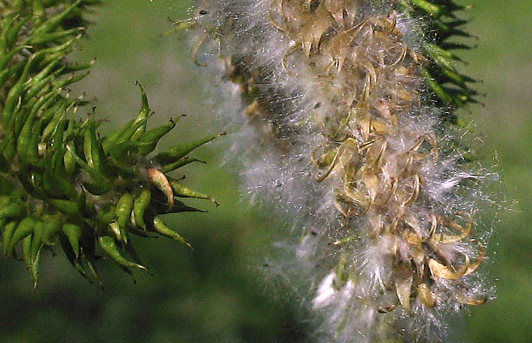 Detailed Picture 6 of Salix lasiolepis