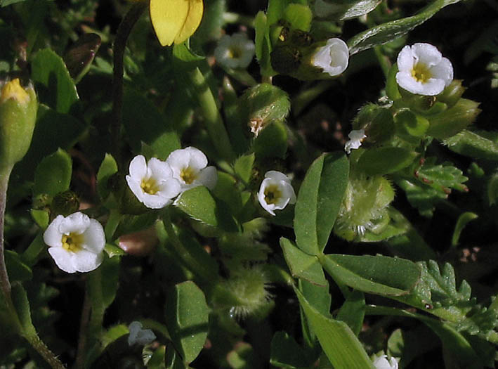 Detailed Picture 3 of Plagiobothrys acanthocarpus