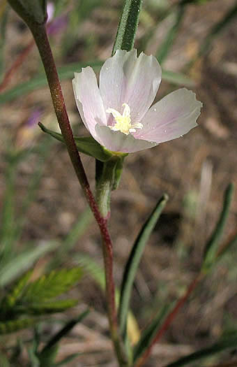 Detailed Picture 4 of Clarkia purpurea ssp. quadrivulnera
