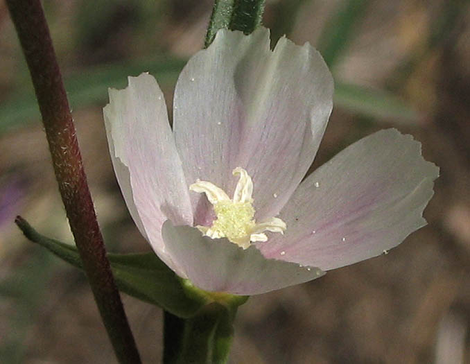 Detailed Picture 2 of Clarkia epilobioides