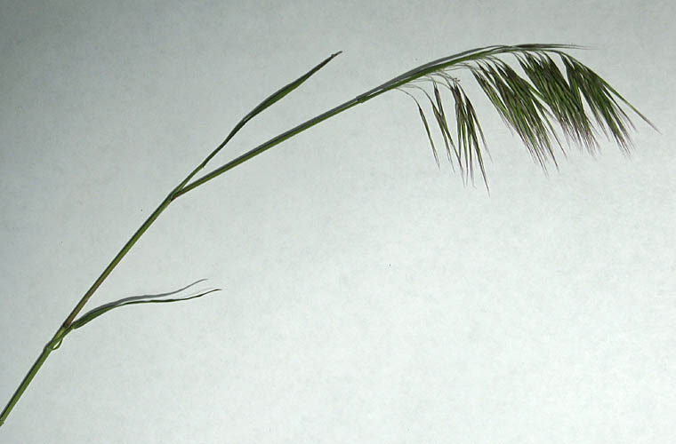 Detailed Picture 3 of Bromus tectorum