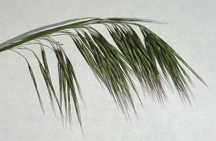 Detailed Picture 2 of Bromus tectorum