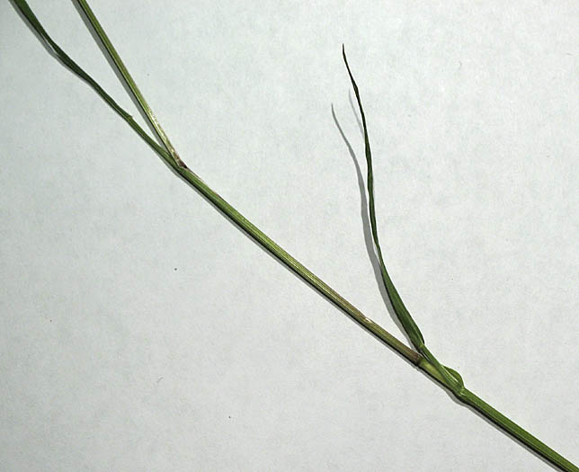 Detailed Picture 4 of Bromus tectorum