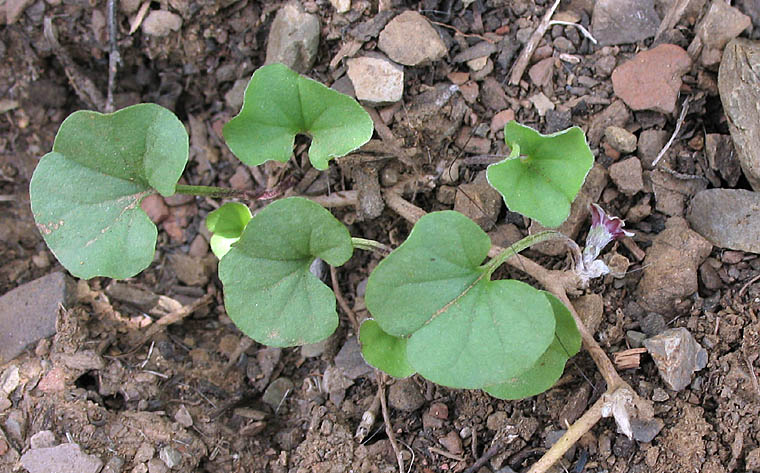 Detailed Picture 3 of Dichondra occidentalis