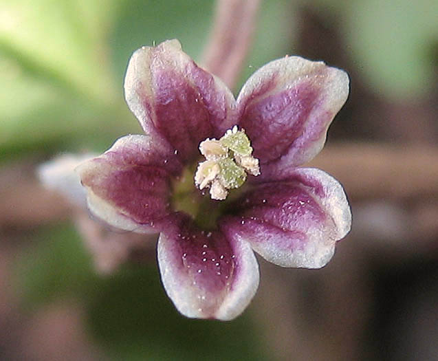 Detailed Picture 1 of Dichondra occidentalis