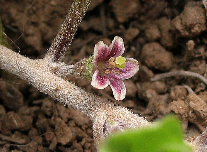 Detailed Picture 2 of Dichondra occidentalis