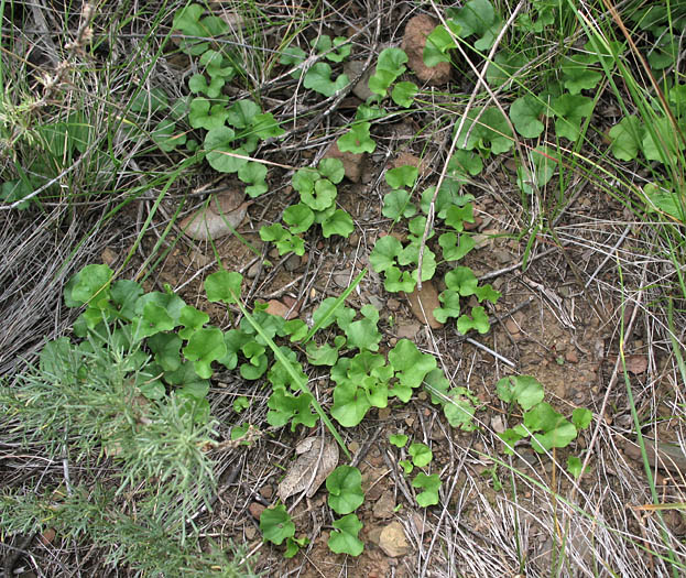 Detailed Picture 4 of Dichondra occidentalis