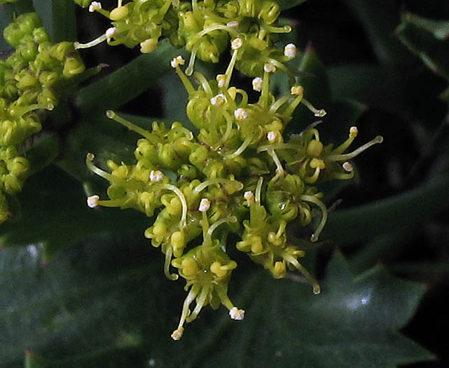 Detailed Picture 2 of Lomatium lucidum