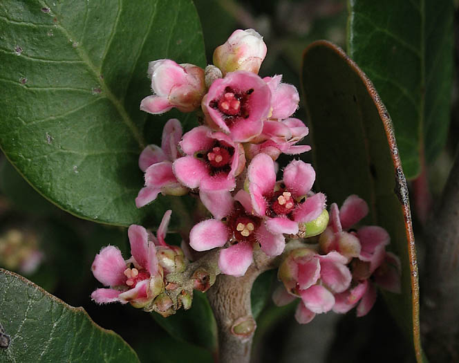 Detailed Picture 2 of Rhus integrifolia