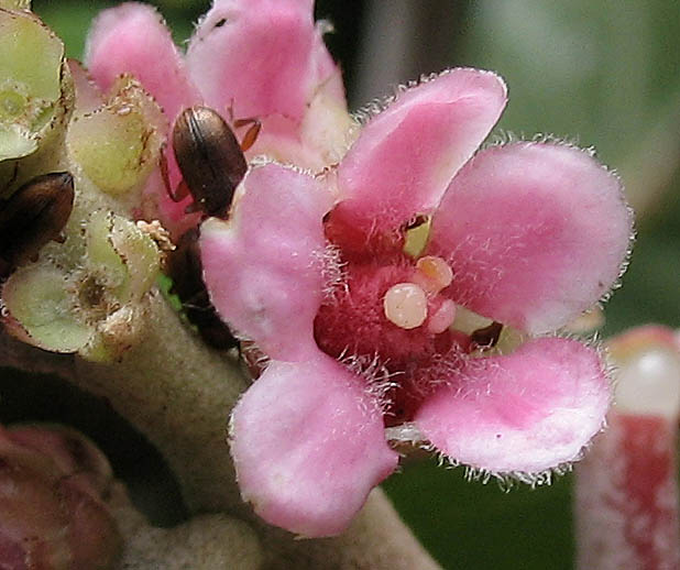 Detailed Picture 1 of Rhus integrifolia