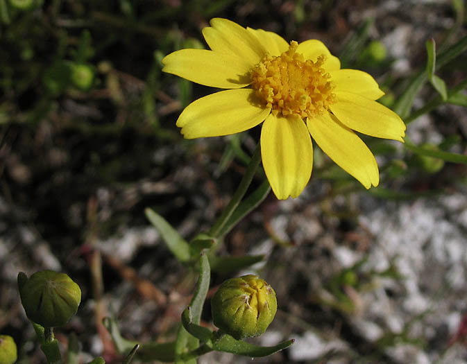 Detailed Picture 4 of Lasthenia glabrata ssp. coulteri