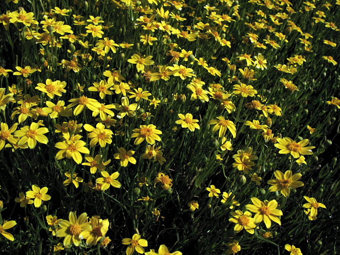 Detailed Picture 5 of Lasthenia glabrata ssp. coulteri