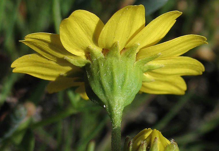 Detailed Picture 3 of Lasthenia glabrata ssp. coulteri