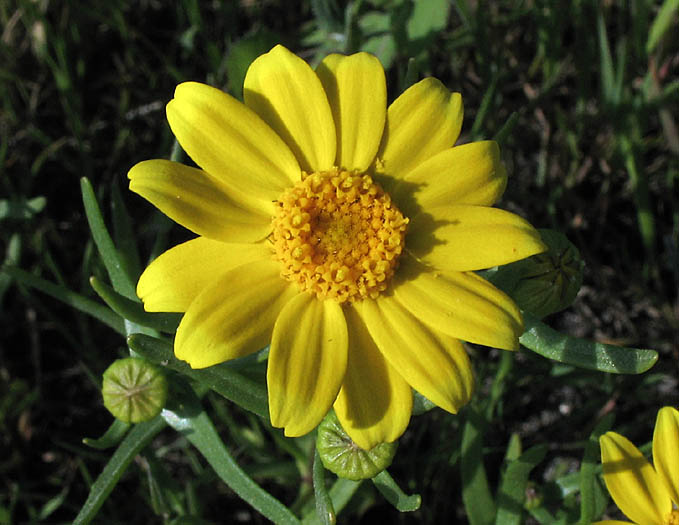 Detailed Picture 2 of Lasthenia glabrata ssp. coulteri