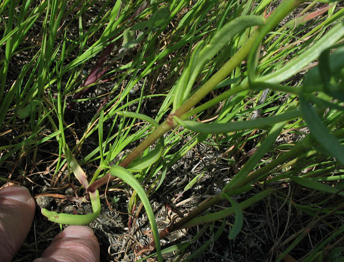 Detailed Picture 7 of Lasthenia glabrata ssp. coulteri