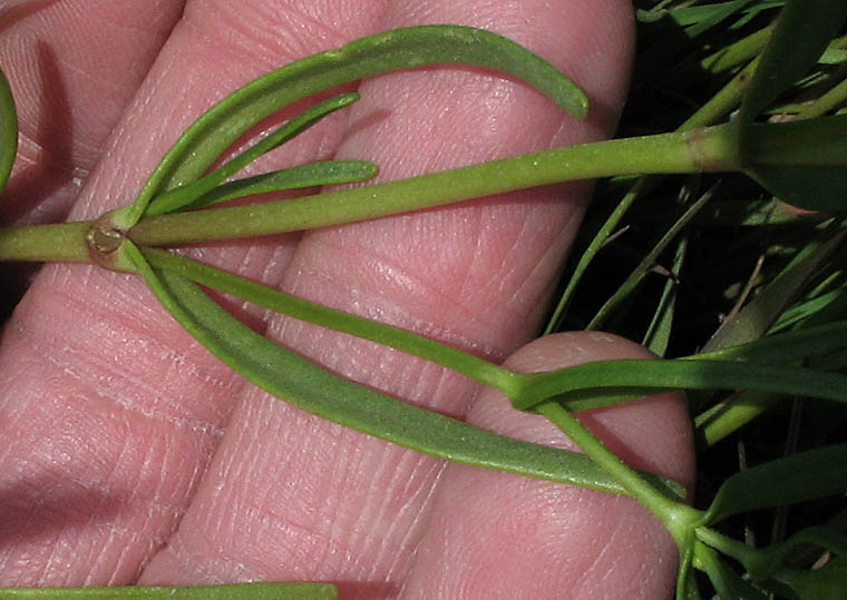 Detailed Picture 6 of Lasthenia glabrata ssp. coulteri