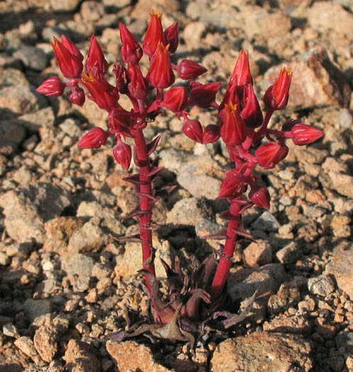 Detailed Picture 5 of Dudleya lanceolata