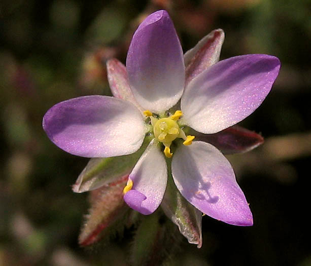 Detailed Picture 1 of Spergularia marina