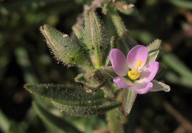 Detailed Picture 4 of Spergularia marina