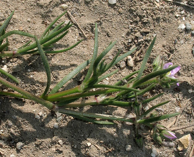 Detailed Picture 5 of Spergularia marina