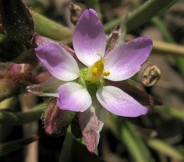 Detailed Picture 2 of Spergularia marina