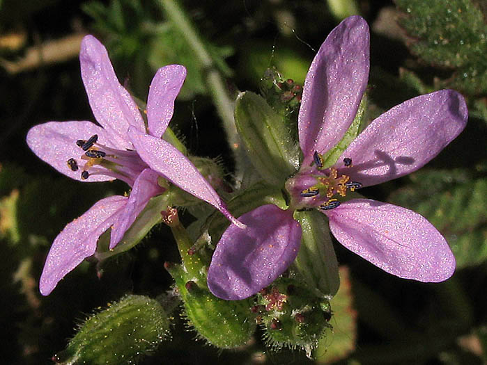 Detailed Picture 2 of Erodium moschatum