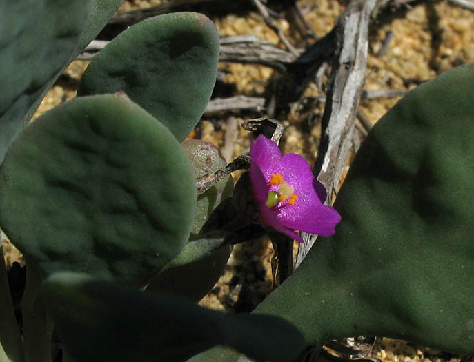 Detailed Picture 2 of Cistanthe maritima