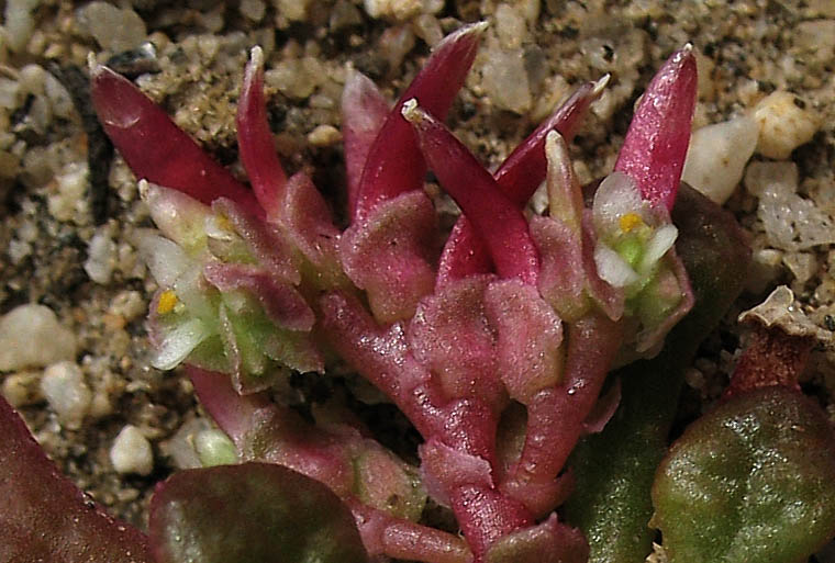 Detailed Picture 2 of Calyptridium monandrum