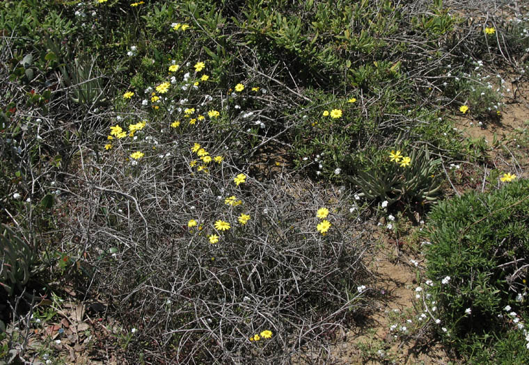 Detailed Picture 4 of Senecio californicus