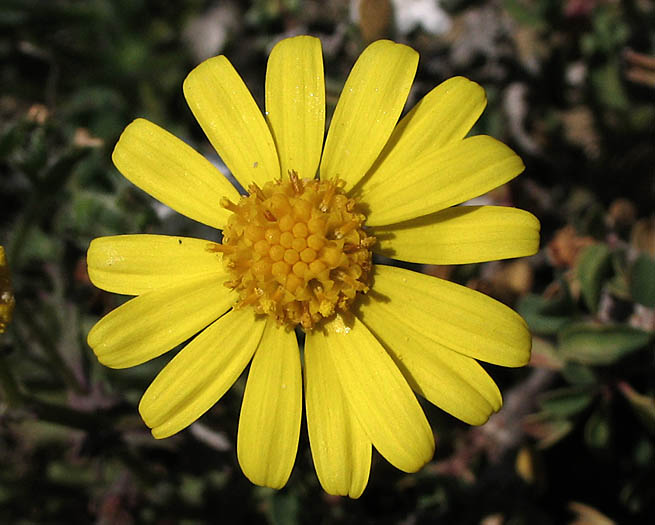 Detailed Picture 1 of Senecio californicus