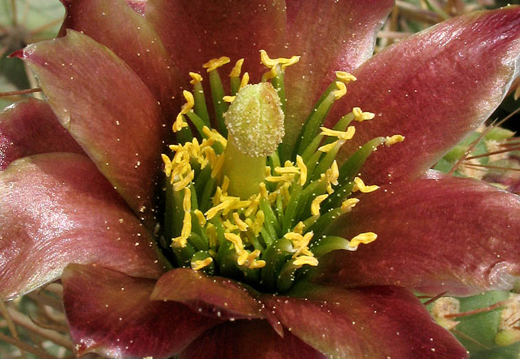 Detailed Picture 1 of Cylindropuntia prolifera