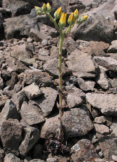 Detailed Picture 4 of Dudleya cymosa ssp. agourensis