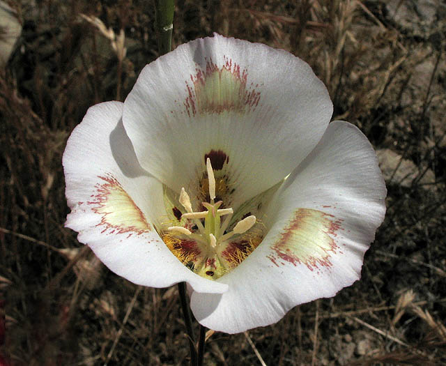 Detailed Picture 1 of Calochortus venustus