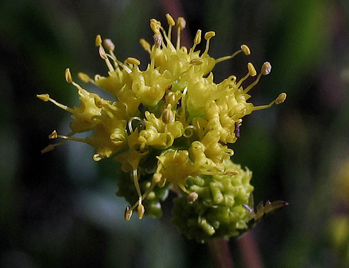 Detailed Picture 1 of Sanicula tuberosa