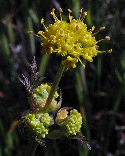 Detailed Picture 3 of Sanicula tuberosa