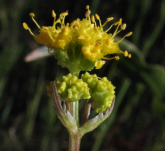 Detailed Picture 2 of Sanicula tuberosa