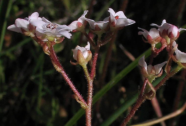 Detailed Picture 3 of Micranthes californica