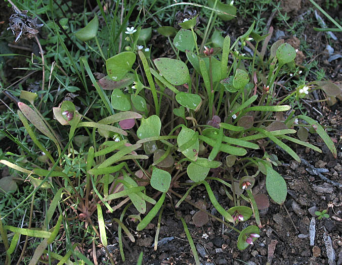 Detailed Picture 5 of Claytonia perfoliata