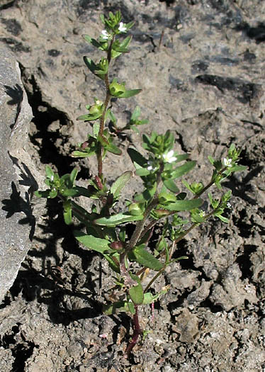 Detailed Picture 6 of Veronica peregrina ssp. xalapensis