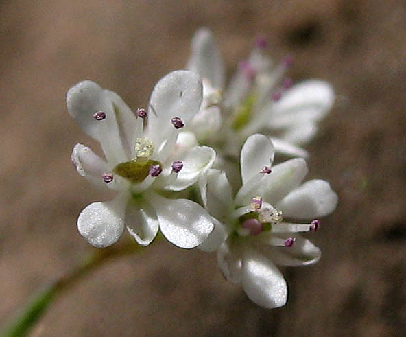 Detailed Picture 1 of Thysanocarpus laciniatus