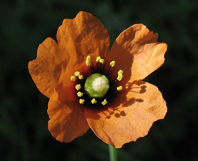 Detailed Picture 1 of Papaver heterophyllum