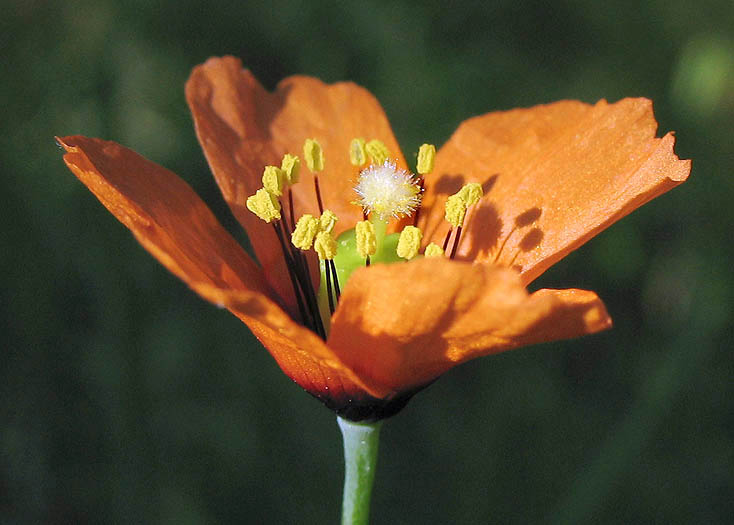 Detailed Picture 3 of Papaver heterophyllum