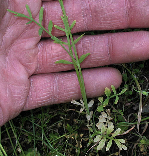 Detailed Picture 5 of Papaver heterophyllum