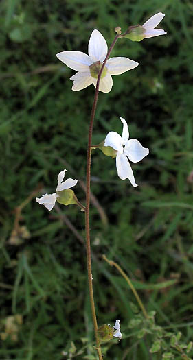 Detailed Picture 4 of Lithophragma cymbalaria