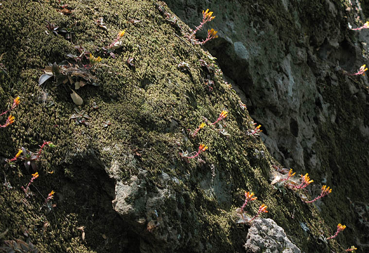 Detailed Picture 6 of Dudleya cymosa ssp. marcescens